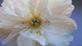 White fluffy fading peony, romantic decadence concept Royalty Free Stock Photo