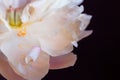 White fluffy fading peony, romantic decadence concept Royalty Free Stock Photo