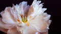 White fluffy fading peony, romantic decadence concept Royalty Free Stock Photo