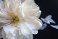 White fluffy fading peony, romantic decadence concept Royalty Free Stock Photo