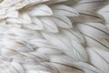 White fluffy feather closeup Royalty Free Stock Photo