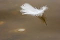 White fluffy feather floats on brownish water . Repeller effect of a greasy bird\'s feather in a wet environment .