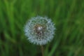 White fluffy flower in a green grass