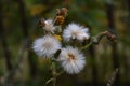 White fluffy flower in the park