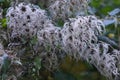 White fluffy flowers on bush after rain similar to wet hair