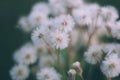 White fluffy flowers butterweed, horseweed, erigeron canadensis, canadian fleabane, conyza canadensis, colts-tail on a