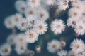 White fluffy flowers butterweed, horseweed, erigeron canadensis, canadian fleabane, conyza canadensis, colts-tail on a blue green