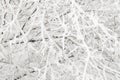 White fluffy freshly fallen snow on the black branches Royalty Free Stock Photo