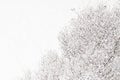 White fluffy freshly fallen snow on the black branches of the apple trees. Royalty Free Stock Photo