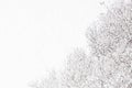 White fluffy freshly fallen snow on the black branches of the apple trees Royalty Free Stock Photo