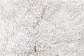 White fluffy freshly fallen snow on the black branches Royalty Free Stock Photo