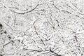 White fluffy freshly fallen snow on the black branches Royalty Free Stock Photo