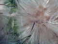 White fluffy fuzz meadow thistles