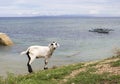 White fluffy goat by the sea. Philippines village life on the beach. Royalty Free Stock Photo