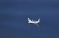 A white fluffy goose feather floating on water Royalty Free Stock Photo