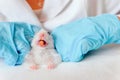 Veterinarian doctor is making a check up of a little hamster. Veterinary Concept