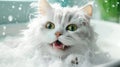 A white fluffy happy cat in the bathtub ?leansing with shampoo in a grooming salon. Foam bubbles are flying around a funny cat. Royalty Free Stock Photo