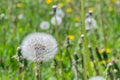 White, fluffy inflorescence mature dandelion on the background of blossoming field with dandelions. Royalty Free Stock Photo