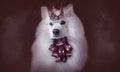White fluffy Japanese Spitz king Simba portrait in a burgundy-brown crown and jabot