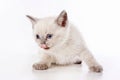 White fluffy kitten of a British cat meows and licks  on white Royalty Free Stock Photo