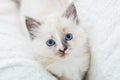 White fluffy kitten lies on couch. Playful cat with blue eyes is resting on soft white blanket at home alone. Happy Kitten baby Royalty Free Stock Photo