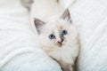 White fluffy kitten lies on couch. Playful cat with blue eyes is resting on soft white blanket at home. Kitten looking at camera. Royalty Free Stock Photo