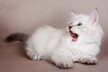 White fluffy kitten of the Siberian cat meows