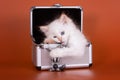 White fluffy kitten sitting in a box Royalty Free Stock Photo