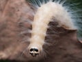 White fluffy laugher caterpillar Royalty Free Stock Photo