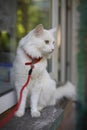 a white fluffy long-haired domestic cat with green eyes and a pink nose walks outdoors on the balcony