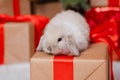 White fluffy lop-eared rabbit sits on a gift against the background of a Christmas tree, gifts and bokeh