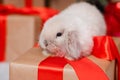 White fluffy lop-eared rabbit sits on a gift against the background of a Christmas tree, gifts and bokeh