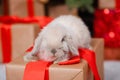 White fluffy lop-eared rabbit sits on a gift against the background of a Christmas tree, gifts and bokeh