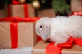 White fluffy lop-eared rabbit sits on a gift against the background of a Christmas tree, gifts and bokeh