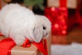 White fluffy lop-eared rabbit sits on a gift against the background of a Christmas tree, gifts and bokeh