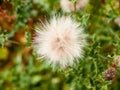 White fluffy milk thistle flower top detail Royalty Free Stock Photo