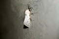 White fluffy moth. Insect flying butterfly Macro Royalty Free Stock Photo