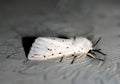 White fluffy moth. Insect flying butterfly Macro Royalty Free Stock Photo