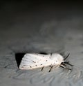 White fluffy moth. Insect flying butterfly Macro Royalty Free Stock Photo