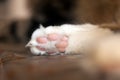 White fluffy paw of a cat