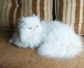 White fluffy Persian cat on the sofa. Blue eyes, fluffy tail. Sweet lovely young cat