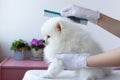 A white fluffy Pomeranian pup is combed by a grummer with a blue comb with hands in medical gloves, the pup is sitting