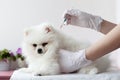 A white fluffy Pomeranian puppy is held by one gloved hand, while the other hand holds a syringe with medicine over the Royalty Free Stock Photo