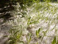 Poplar fluff creeps among the plants in the meadow. Royalty Free Stock Photo