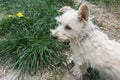 White fluffy pretty of Maltese lapdog stay running on a green lawn. Concept: veterinary, canine, kennel.