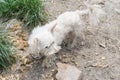 White fluffy pretty of Maltese lapdog stay running on a green lawn Royalty Free Stock Photo