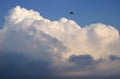 White fluffy puffy cumulus clouds on the blue sky with a silhouette of a flying bird Royalty Free Stock Photo