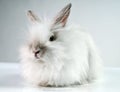 White fluffy rabbit