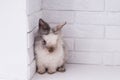 White fluffy rabbit on a gray background Royalty Free Stock Photo