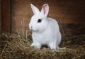 White fluffy rabbit indoors